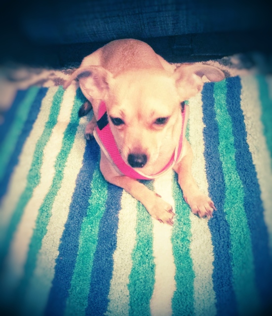 Now with vet care, food and love, Clementine is running again!