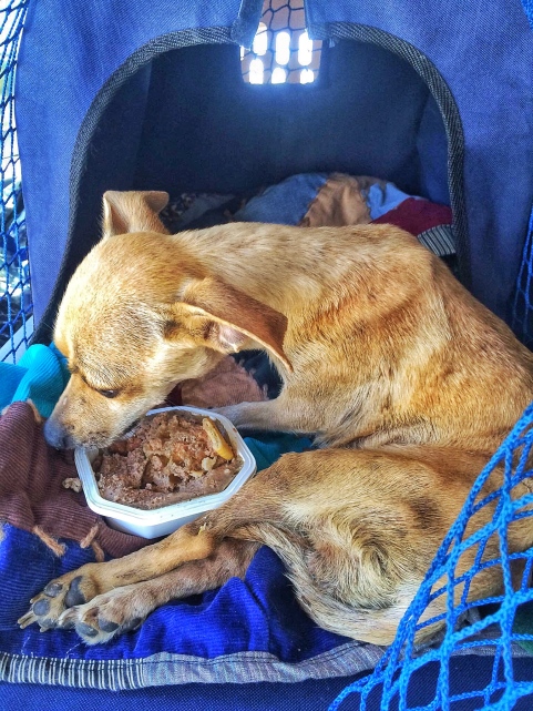 Clementine was partially paralyzed due to a neurological issue when we rescued her.