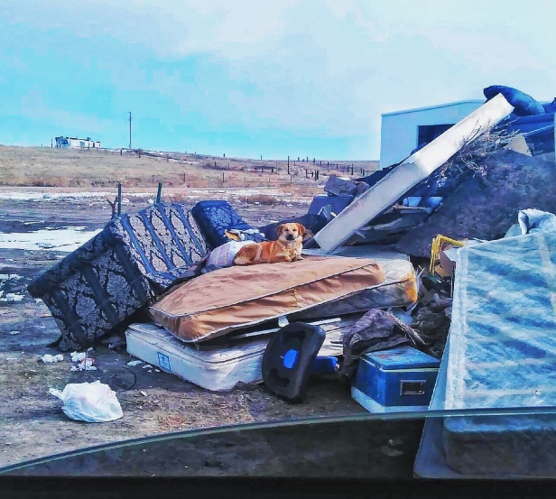 landfill_dog_IMG_8417