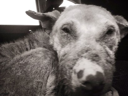 brutal_options_2_img_8151