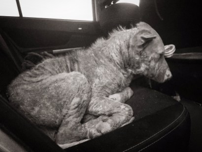 brutal_options_img_8152