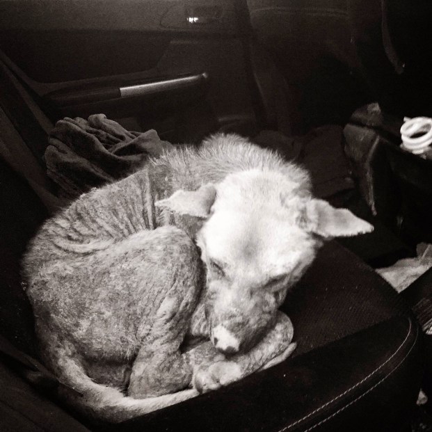 brutal_options_img_8153