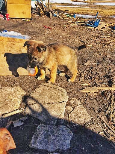 landfill_puppy_IMG_8418
